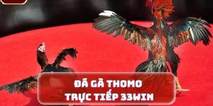 Trải nghiệm trực tiếp đá gà thomo trên 33win