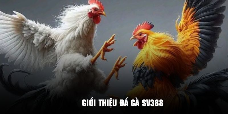 Tìm hiểu vài nét về sảnh đá gà SV388 nổi tiếng