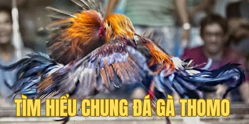 Đá gà thomo là hình thức giải trí khá phổ biến của dân địa phương Đông Nam Á