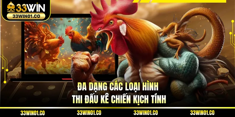 Đa dạng các loại hình thi đấu kê chiến kịch tính