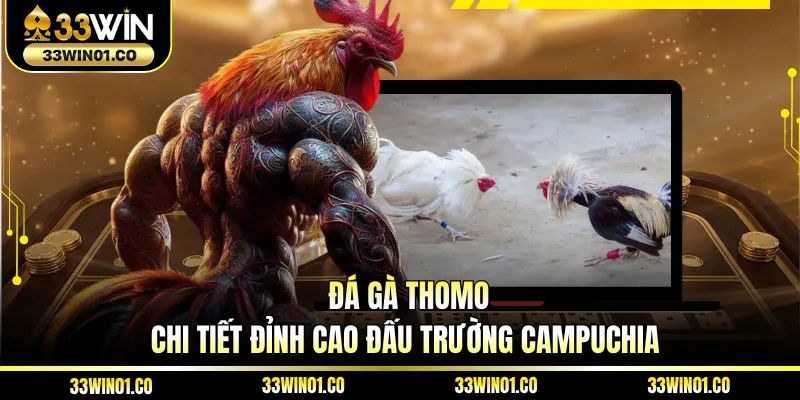 Đá Gà Thomo - Chi Tiết Đỉnh Cao Đấu Trường Campuchia