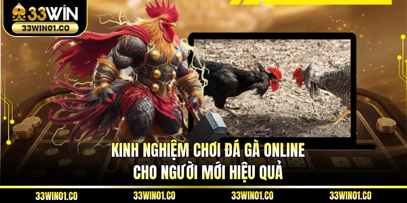 Kinh Nghiệm Chơi Đá Gà Online Cho Người Mới Hiệu Quả