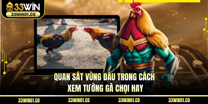 Quan sát vùng đầu trong cách xem tướng gà chọi hay