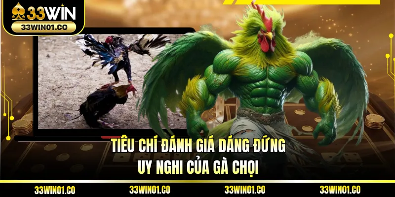 Tiêu chí đánh giá dáng đứng uy nghi của gà chọi